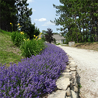 Lavender Hill